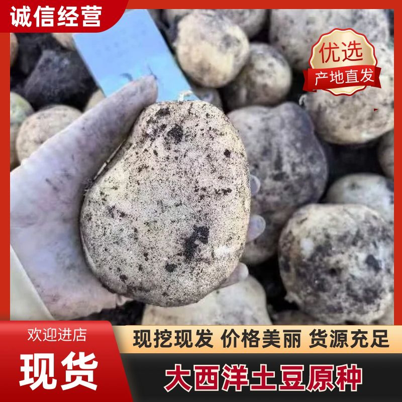【精品土豆】大西洋土豆，基地现货直发，对接电商，市场商超