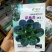 趴地虎菠菜种子秋冬季耐寒籽蔬菜越冬菠菜种子