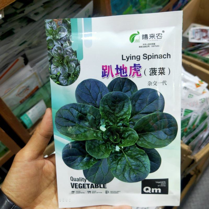 趴地虎菠菜种子秋冬季耐寒籽蔬菜越冬菠菜种子
