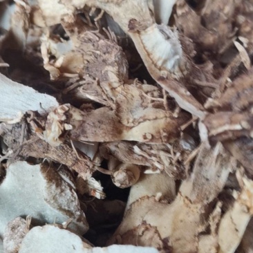 白芨，紫花三又白芨，农户少量种植，无农残化肥少
