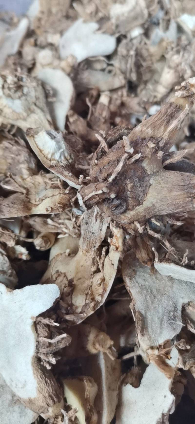 白芨，紫花三又白芨，农户少量种植，无农残化肥少