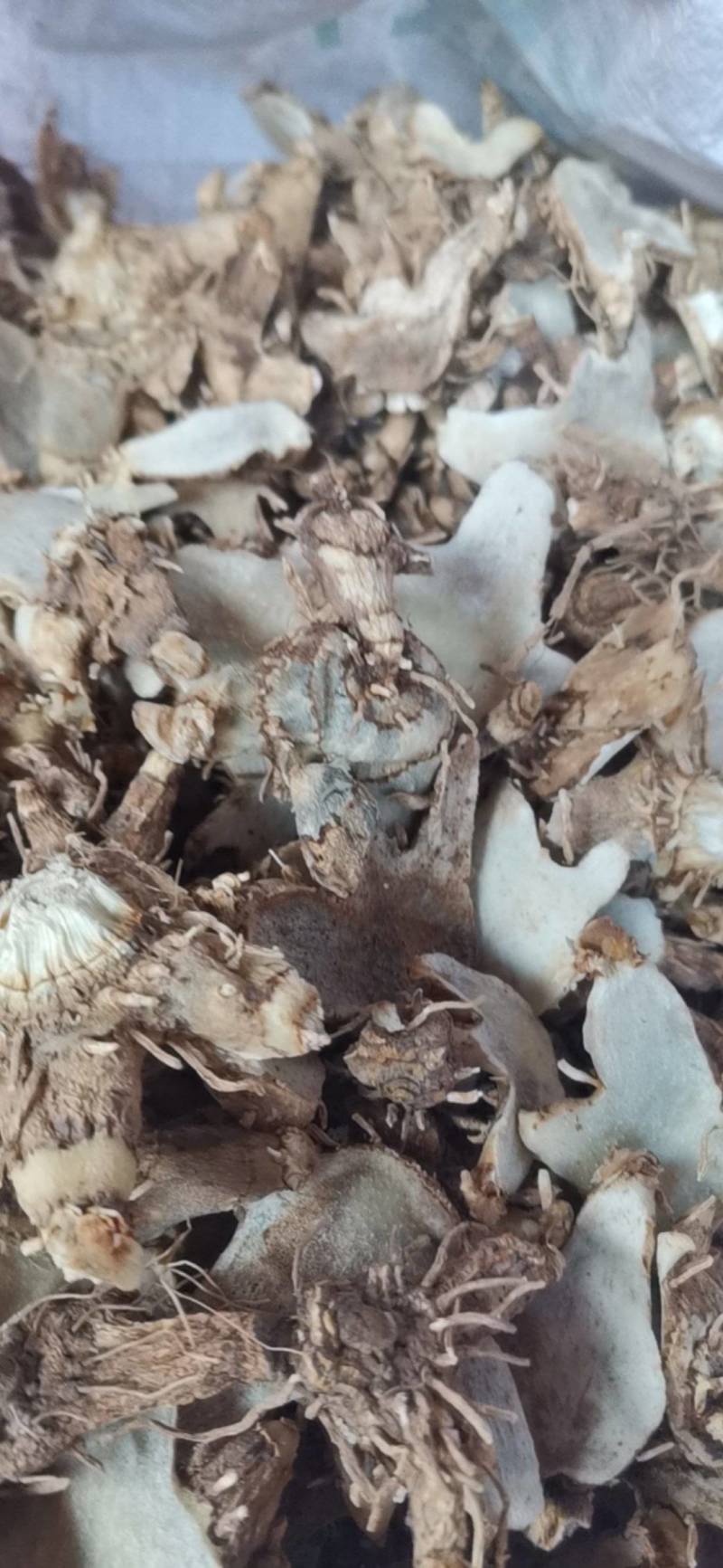 白芨，紫花三又白芨，农户少量种植，无农残化肥少