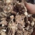 白芨，紫花三又白芨，农户少量种植，无农残化肥少