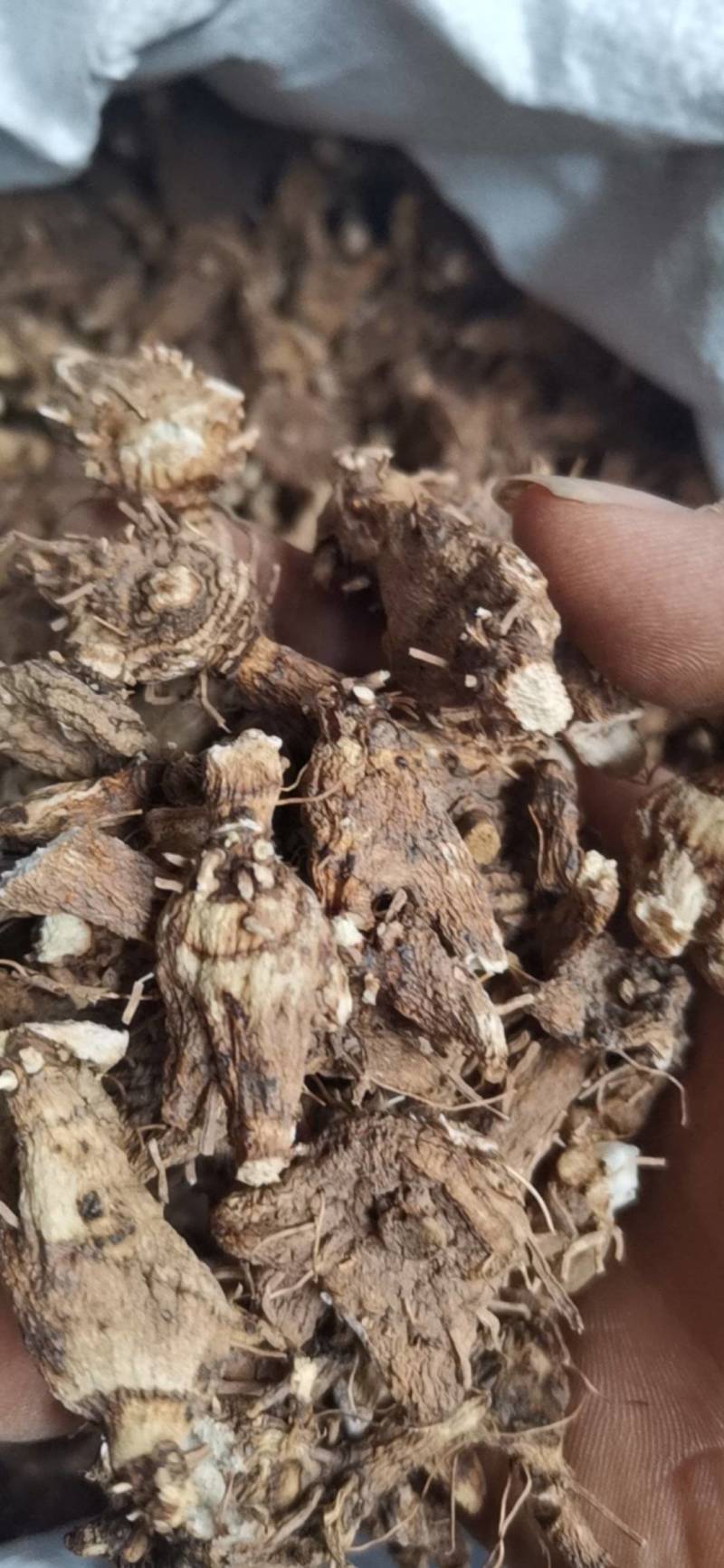 白芨，紫花三又白芨，农户少量种植，无农残化肥少