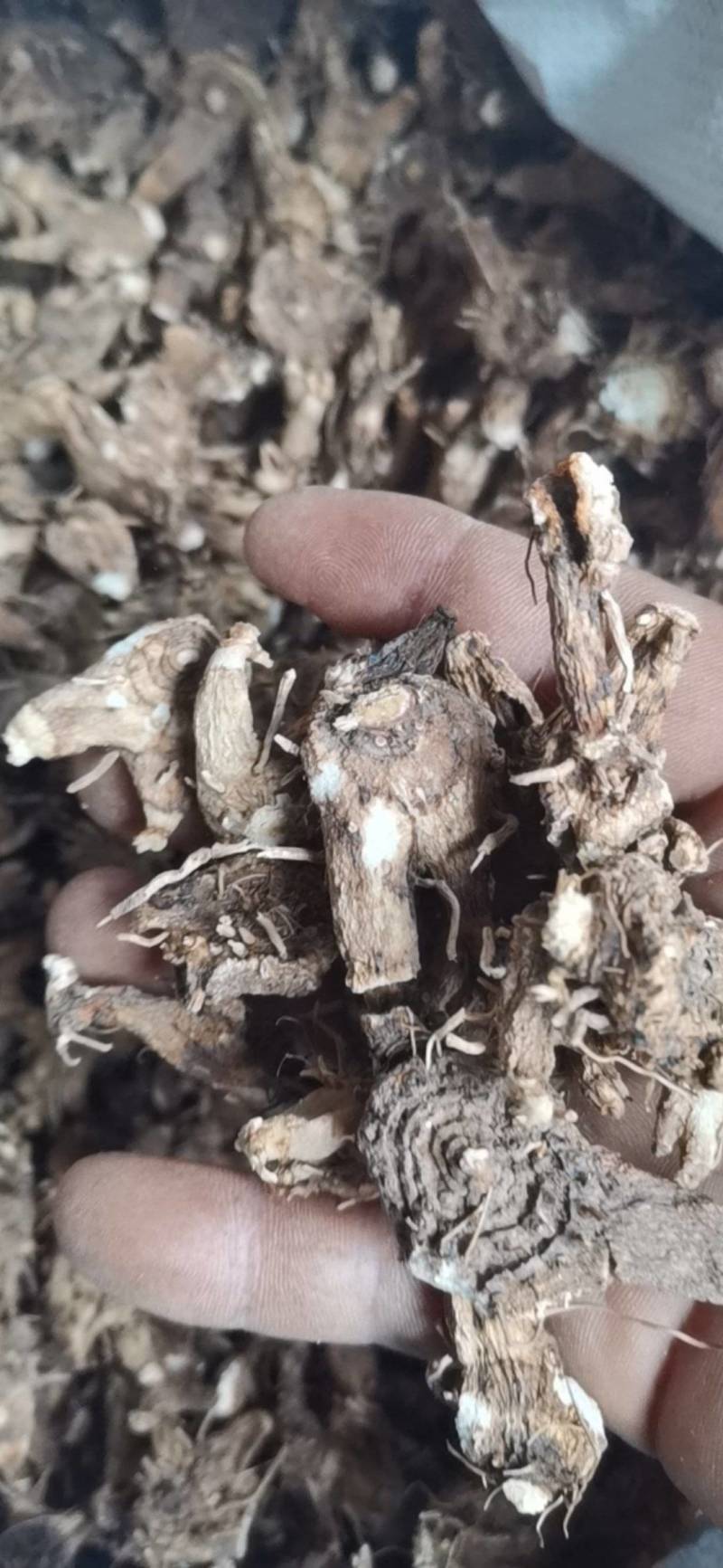 白芨，紫花三又白芨，农户少量种植，无农残化肥少