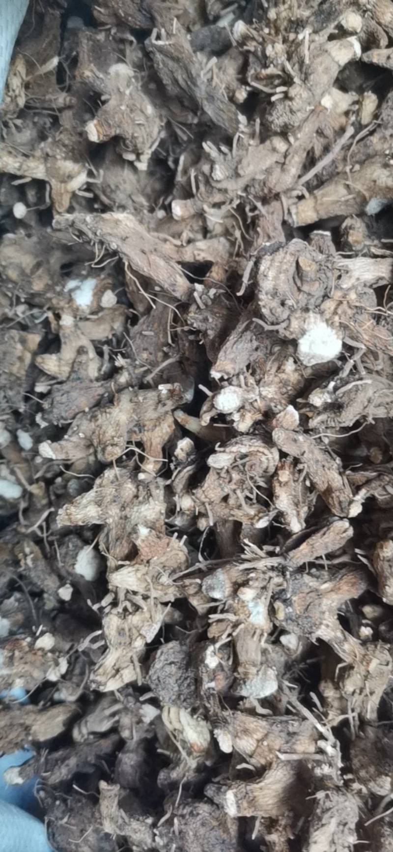 白芨，紫花三又白芨，农户少量种植，无农残化肥少