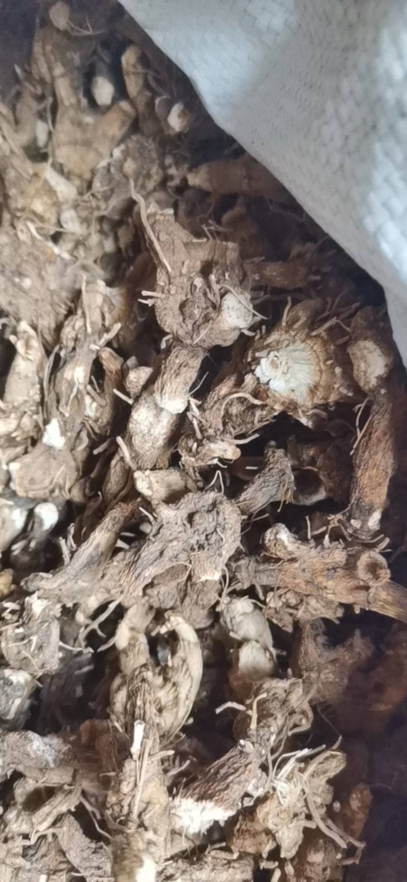 白芨，紫花三又白芨，农户少量种植，无农残化肥少