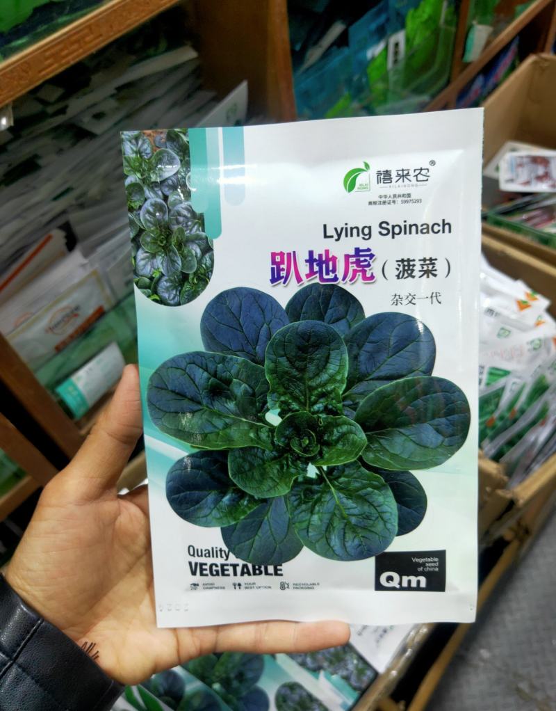 趴地虎菠菜种子秋冬季耐寒籽蔬菜越冬菠菜种子