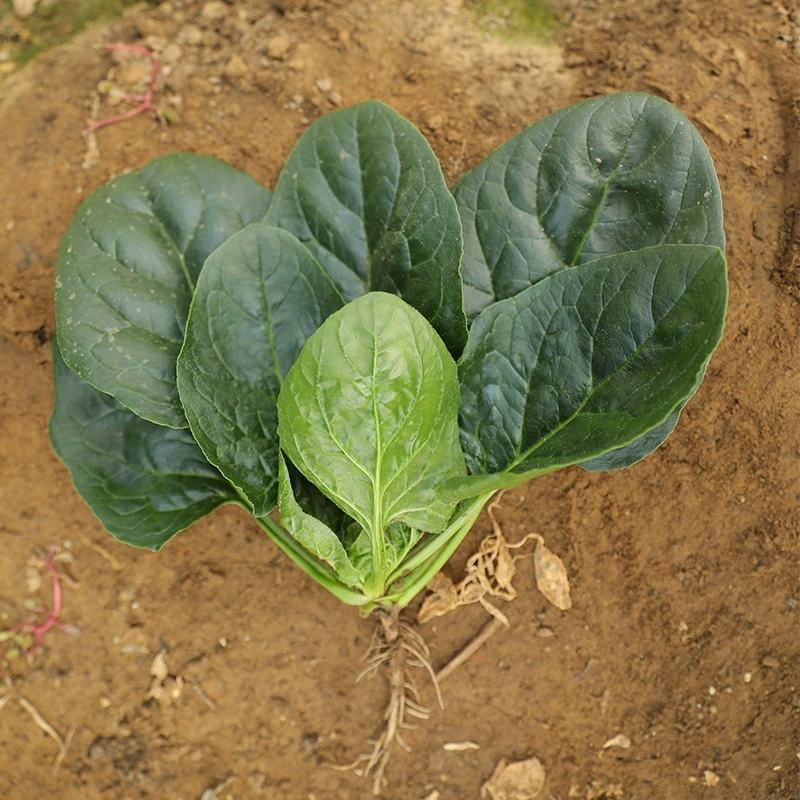 趴地虎菠菜种子秋冬季耐寒籽蔬菜越冬菠菜种子