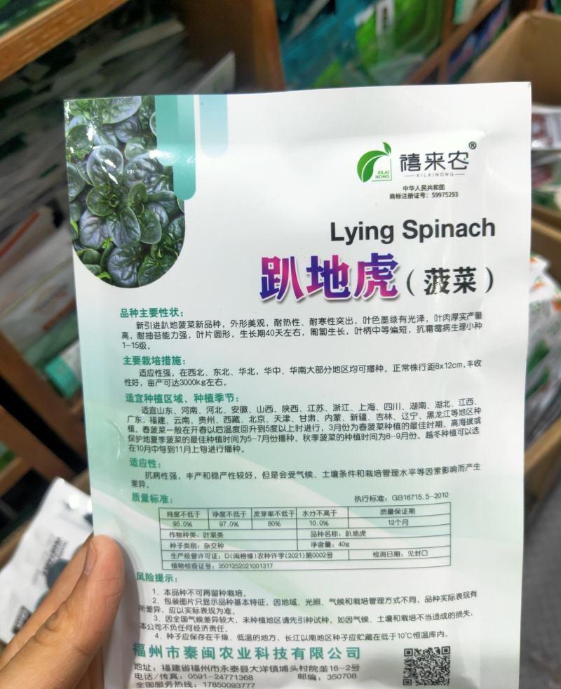 趴地虎菠菜种子秋冬季耐寒籽蔬菜越冬菠菜种子