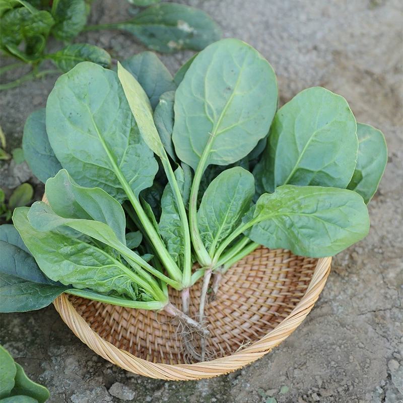 趴地虎菠菜种子秋冬季耐寒籽蔬菜越冬菠菜种子