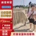 精品山东菏泽红薯粉条，厂家直发，价格实惠质量保证2.3