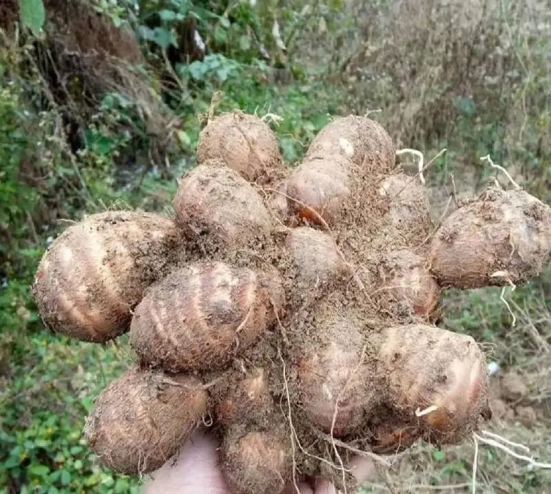 广西芋头新鲜芋头香芋芋头仔小芋头产地直供全国代发电联