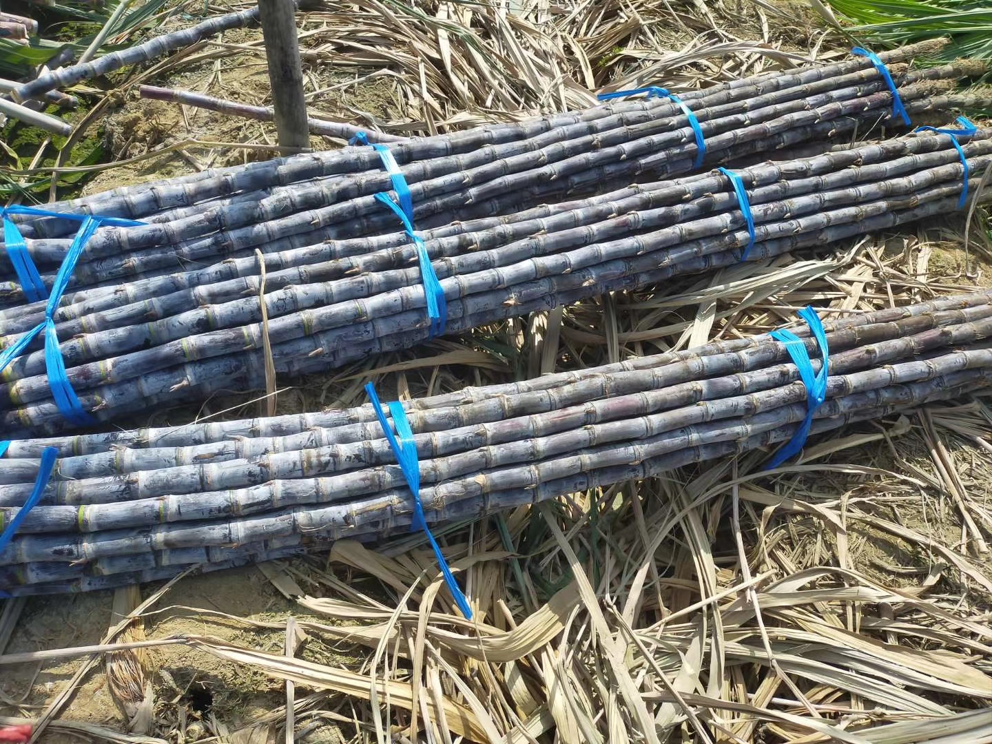 甘蔗地蝼蛄危害示意图 甘蔗地蝼蛄危害示意图