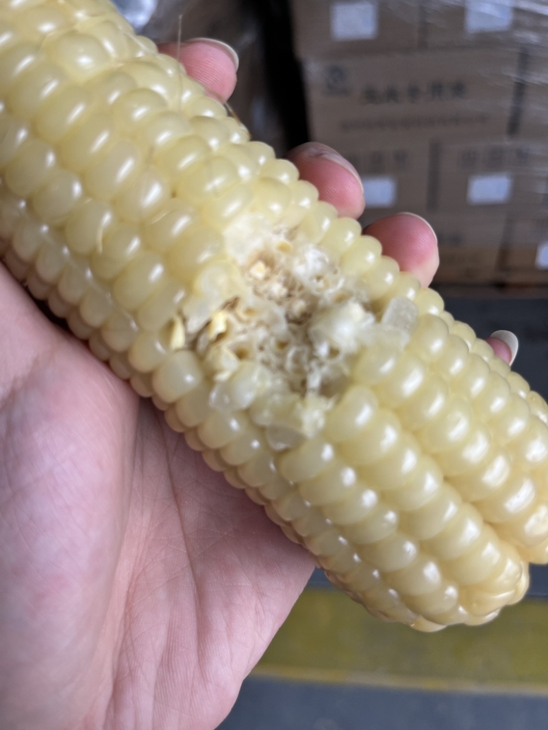 白玉米甜糯玉米真空玉米