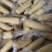 白玉米甜糯玉米真空玉米