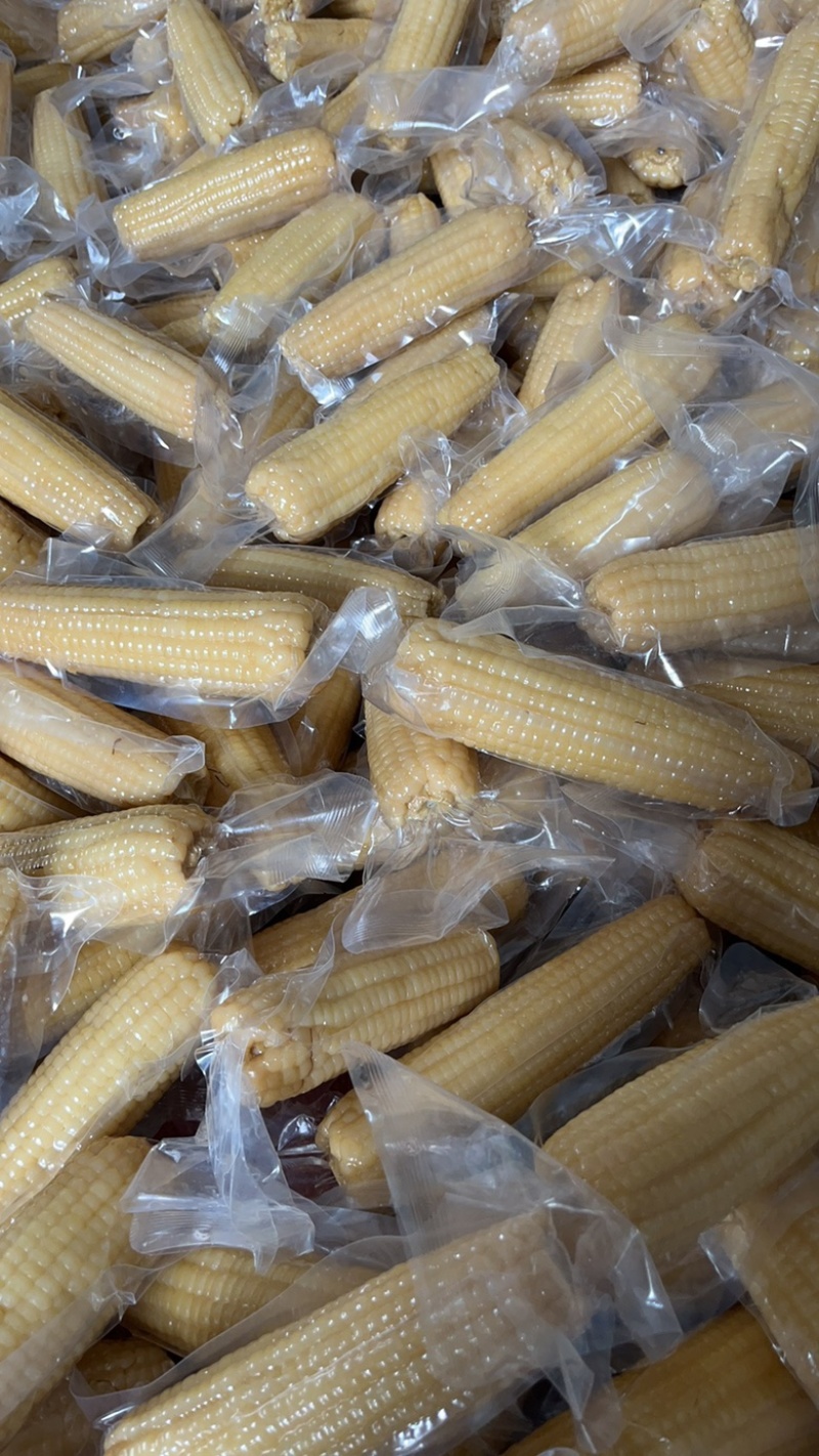 白玉米甜糯玉米真空玉米