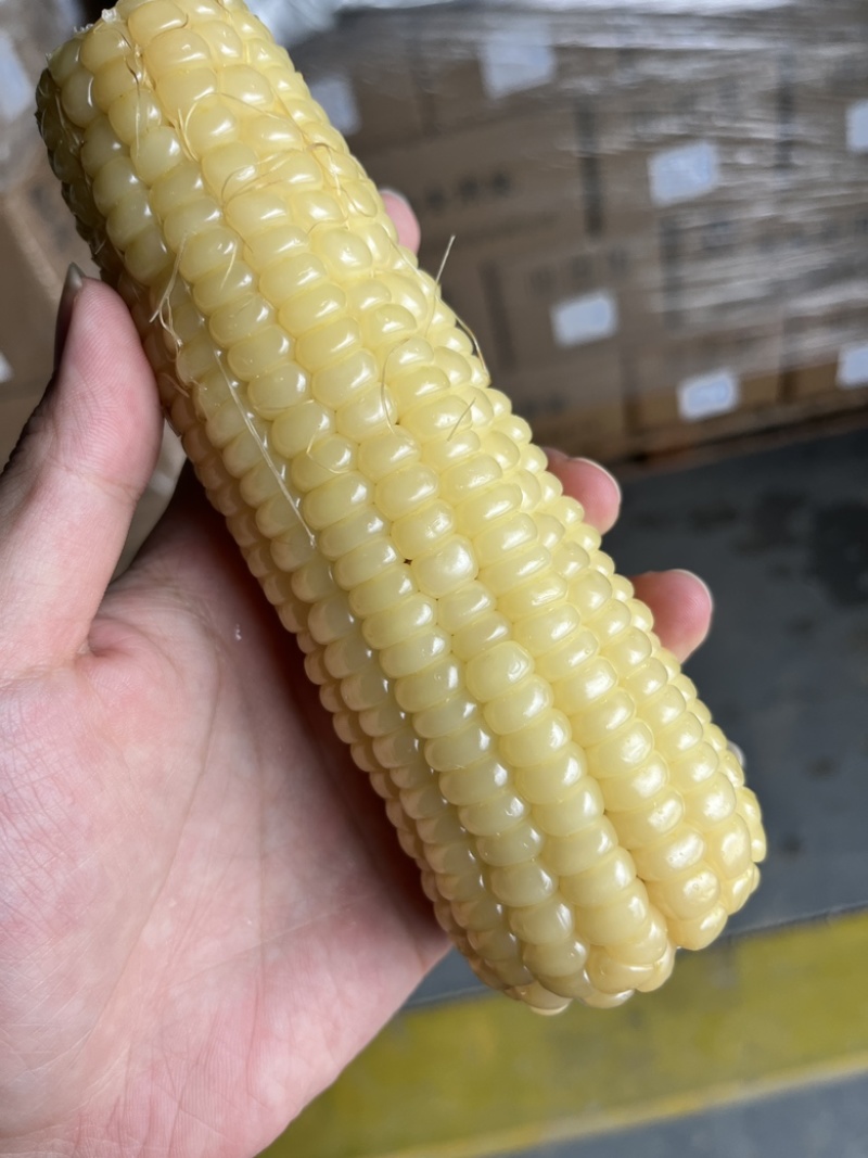 白玉米甜糯玉米真空玉米