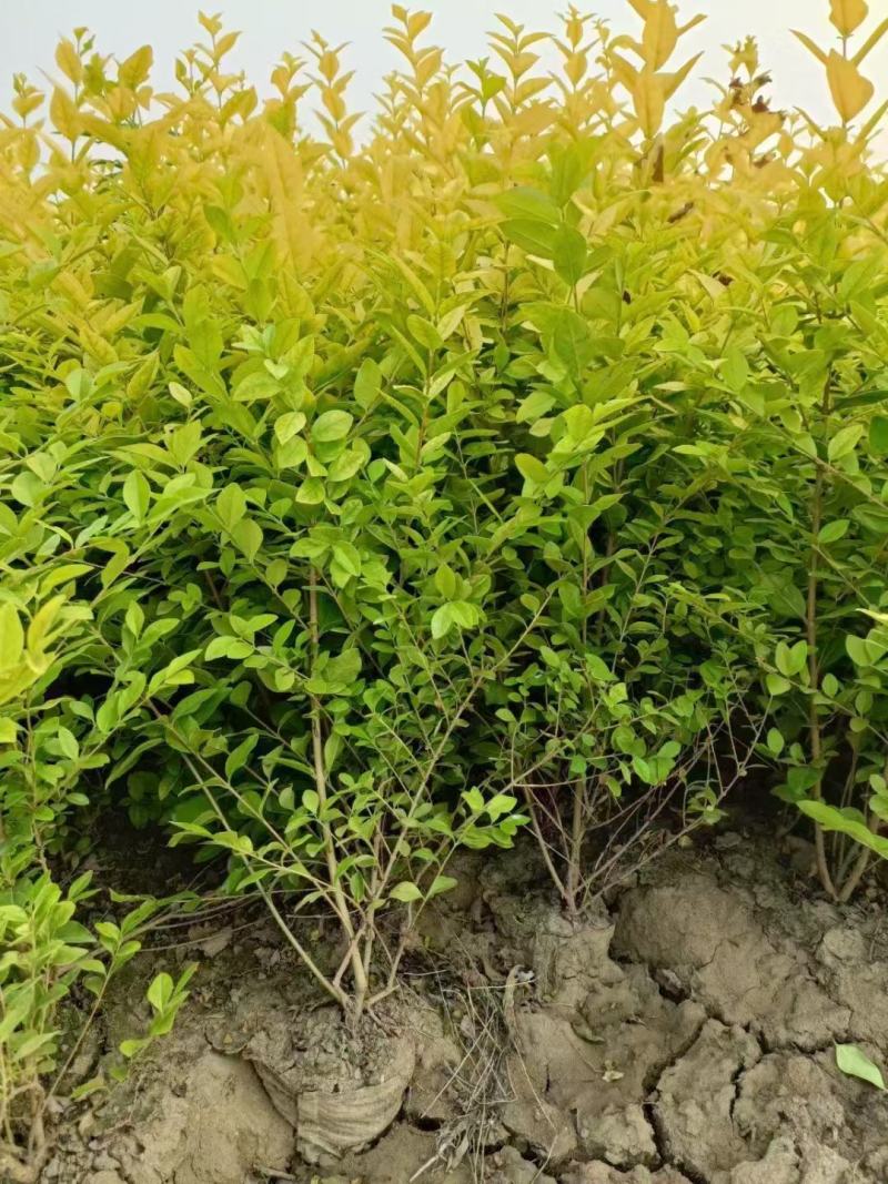 金叶女贞，基地直发，自产自销，基地大量现货供应，量大从优