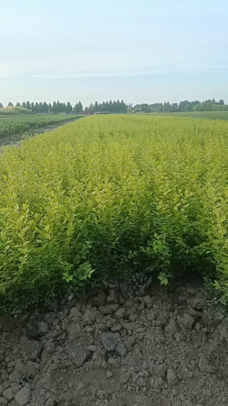 金叶女贞，基地直发，自产自销，基地大量现货供应，量大从优