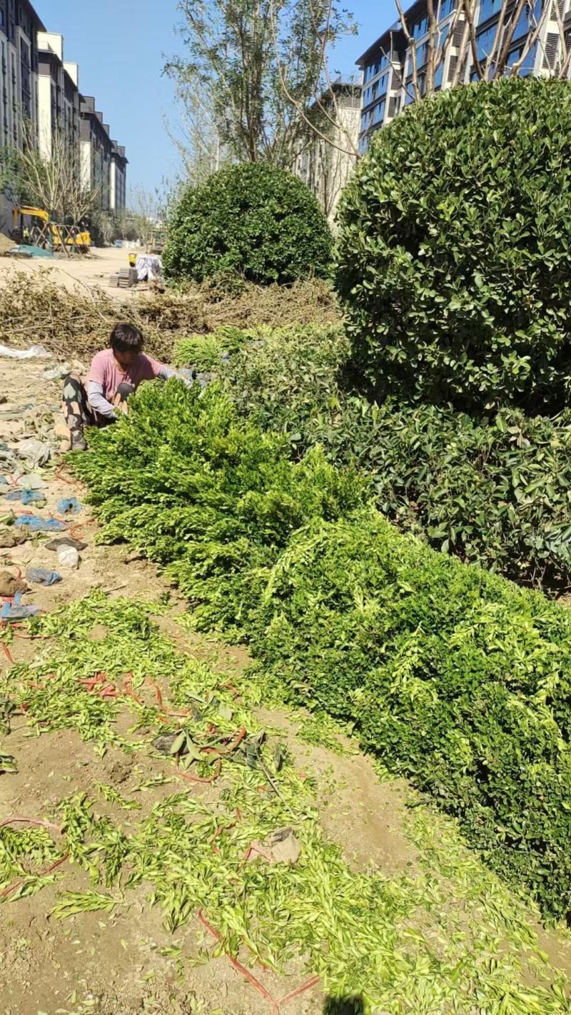 金叶女贞，基地直发，自产自销，基地大量现货供应，量大从优
