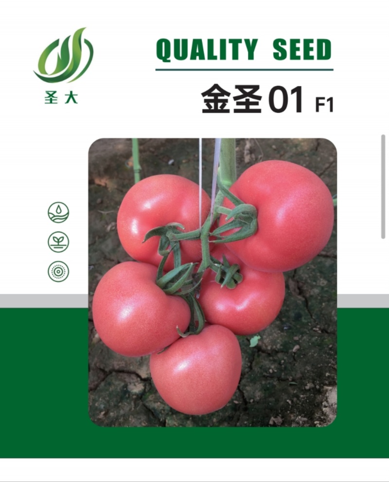 粉果西红柿种子番茄种种子早熟品种亮粉色硬度好耐储运