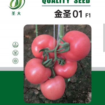 粉果西红柿种子番茄种种子早熟品种亮粉色硬度好耐储运