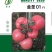 粉果西红柿种子番茄种种子早熟品种亮粉色硬度好耐储运