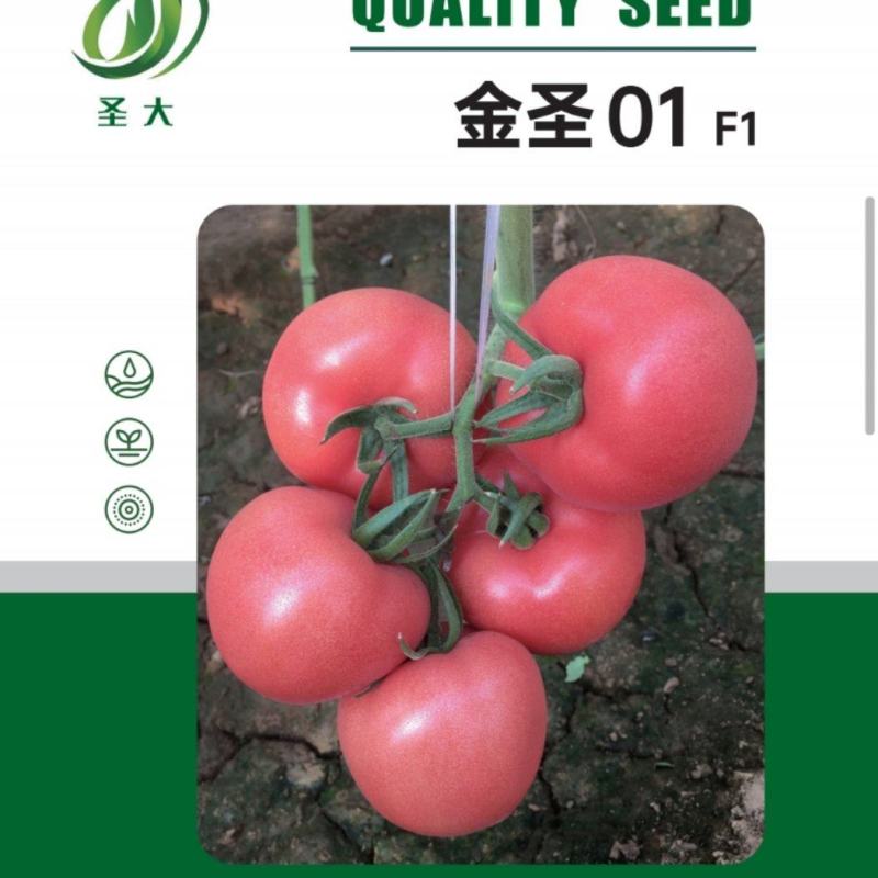 粉果西红柿种子番茄种种子早熟品种亮粉色硬度好耐储运