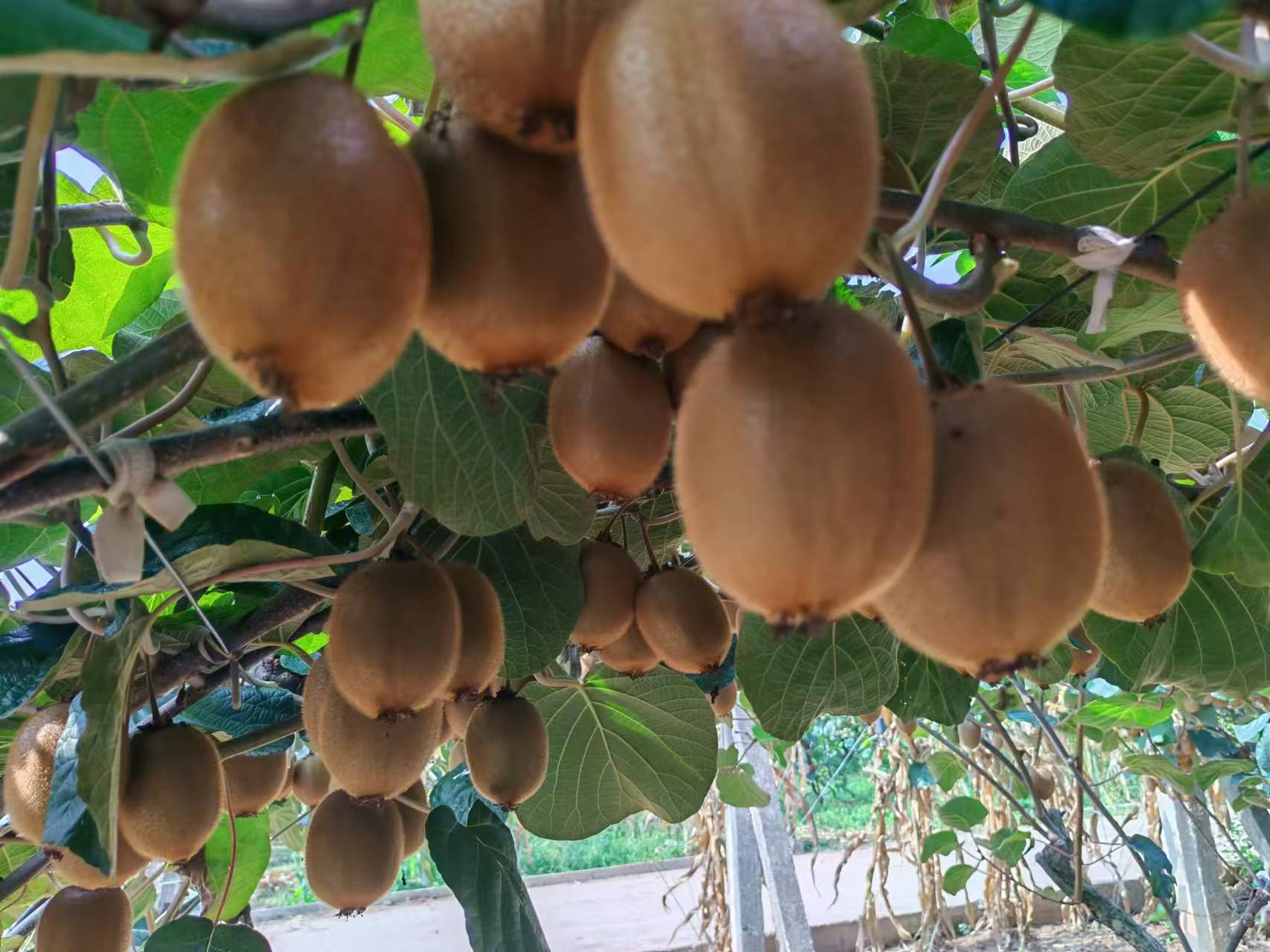 一张信息图展示海沃德猕猴桃与其他常见水果(如橙子、苹果、香蕉)在维生素C、膳食纤维、钾含量上的柱状对比,数据标注清晰,背景为浅绿色清新风格,配有猕猴桃插画元素 营养成分对比图表