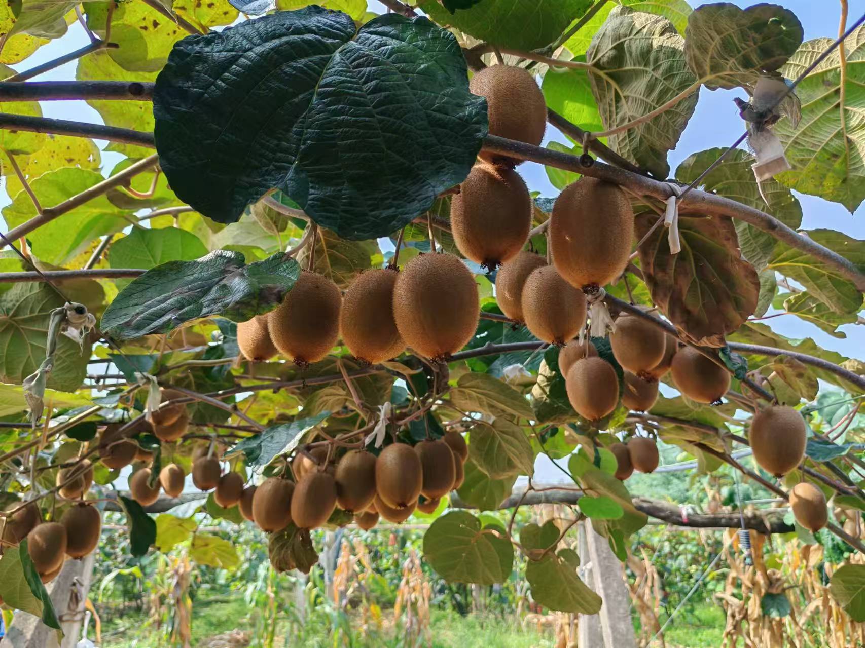 海沃德猕猴桃整体展示图