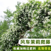 风车茉莉，爬藤银丝茉莉浓香型四季花卉常青耐热耐寒庭院阳台
