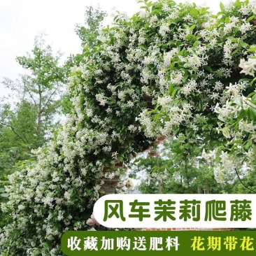 风车茉莉，爬藤银丝茉莉浓香型四季花卉常青耐热耐寒庭院阳台