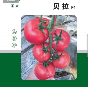 越冬耐寒西红柿种子硬粉西红柿种子石头果番茄品种耐长途运输