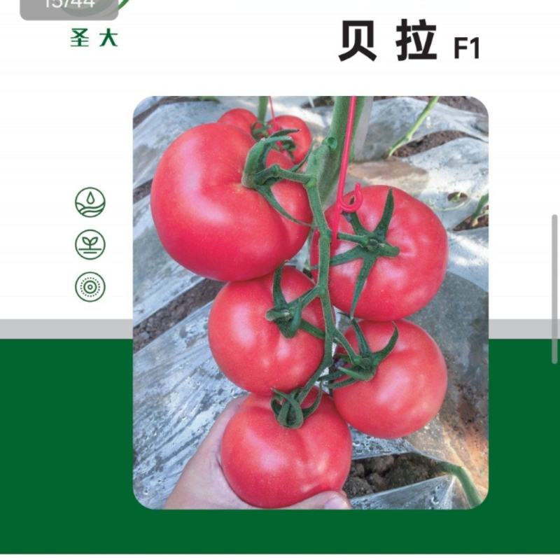 越冬耐寒西红柿种子硬粉西红柿种子石头果番茄品种耐长途运输