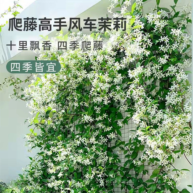 风车茉莉，爬藤银丝茉莉浓香型四季花卉常青耐热耐寒庭院阳台