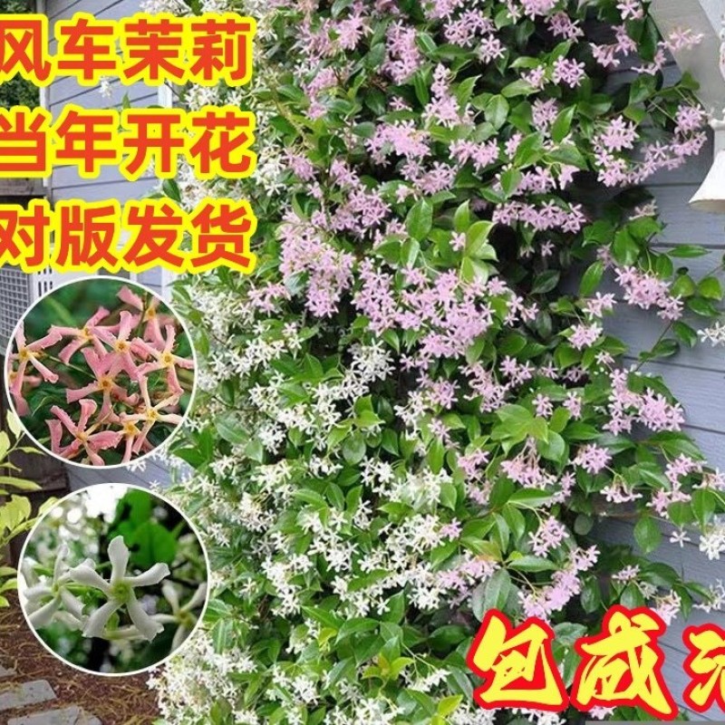 风车茉莉，爬藤银丝茉莉浓香型四季花卉常青耐热耐寒庭院阳台
