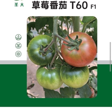草莓西红柿种子铁皮柿子口感西红柿种子汁多籽大铁皮西红柿