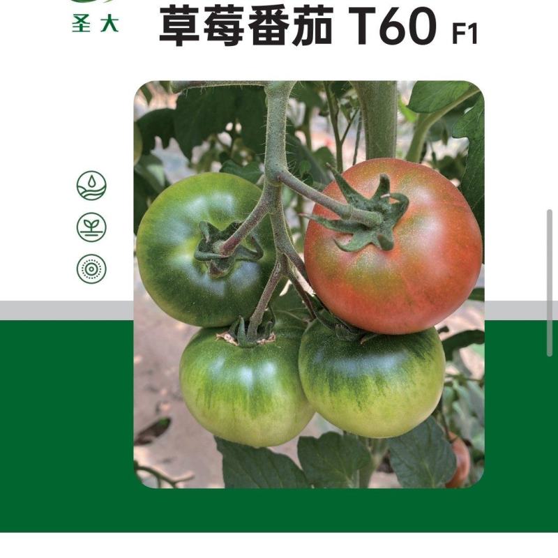 草莓西红柿种子铁皮柿子口感西红柿种子汁多籽大铁皮西红柿