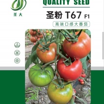 口感西红柿种子水果番茄种子西红柿种子绿肩口感酸甜口感番茄