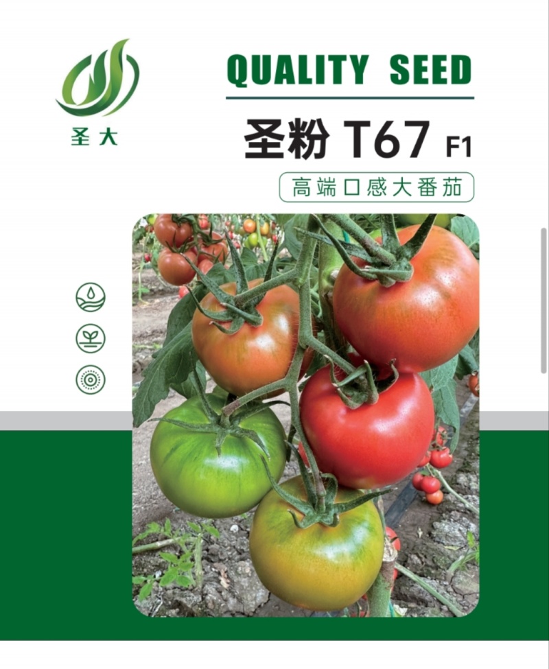 口感西红柿种子水果番茄种子西红柿种子绿肩口感酸甜口感番茄