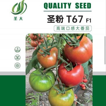 大果口感番茄苗水果西红柿苗绿肩西红柿苗口感酸甜汁水饱满