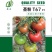 大果口感番茄苗水果西红柿苗绿肩西红柿苗口感酸甜汁水饱满