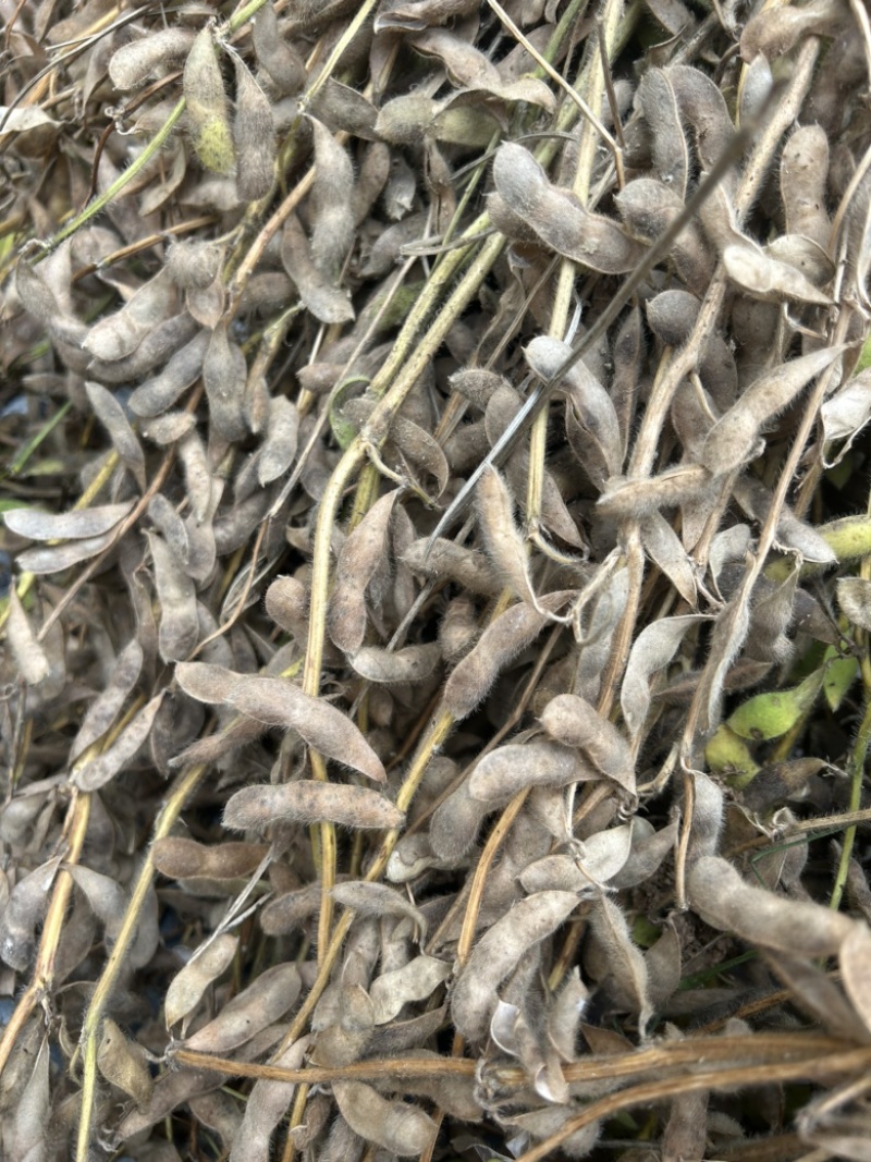 豆子青皮黄豆农家自产老品种天然25年新货过风机无杂质