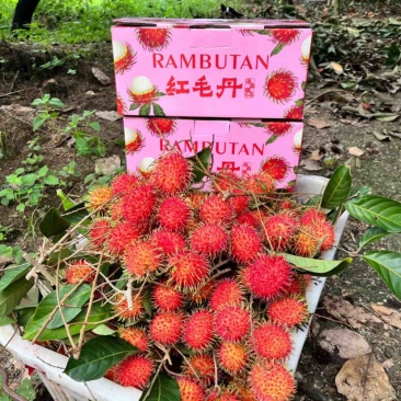 保亭红毛丹包园代办供应全国批发市场社区团购