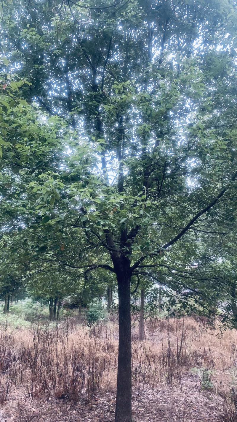 【急售】【香樟树】湖北荆州产地发货来电洽谈给钱就买诚信