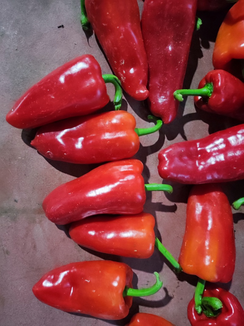 湖北高山红泡椒，质量保障，可供电商超市市场
