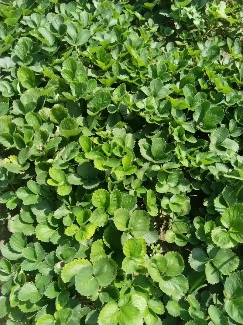 出售优质大叶宁玉草莓苗十万棵！