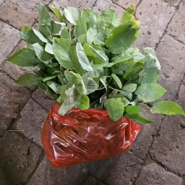 小圆叶淫羊藿种苗野生苗子高含量全株