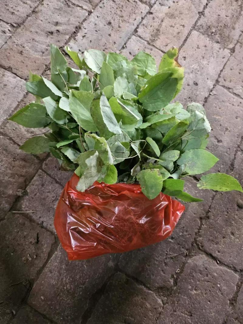 小圆叶淫羊藿种苗野生苗子高含量全株
